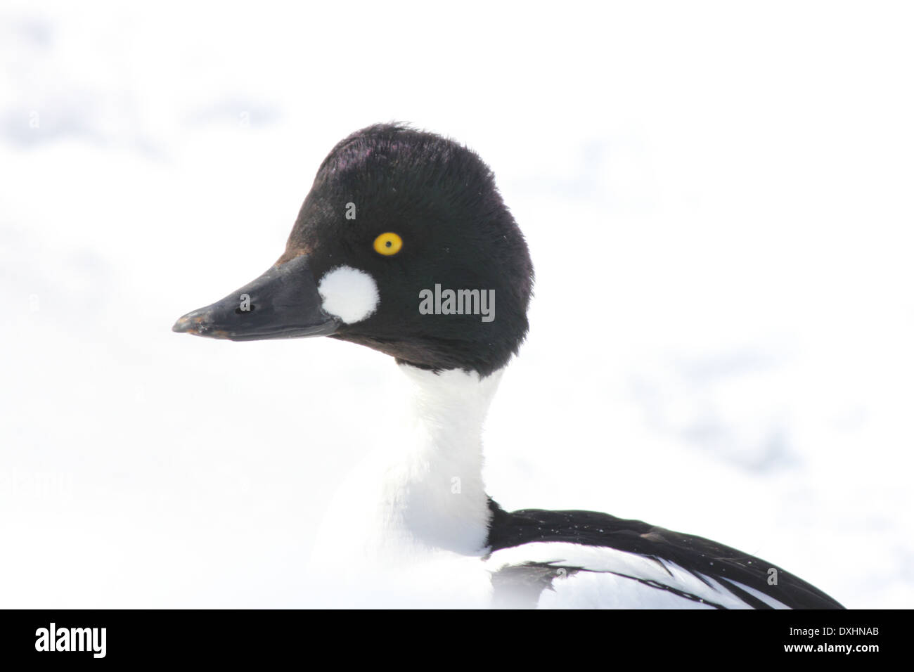 Comune (Goldeneye Bucephala clangula) nella neve soffice in un cantiere in un quartiere residenziale in una piccola città. Foto Stock
