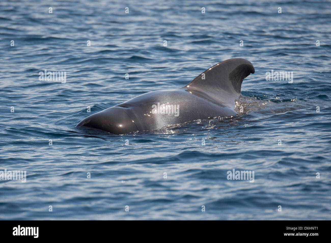 A breve alettato di balene pilota (Globicephala macrorhynchus), pavimentazione, che mostra i contrassegni & enorme pinna dorsale. La Gomera, isole Canarie. Foto Stock