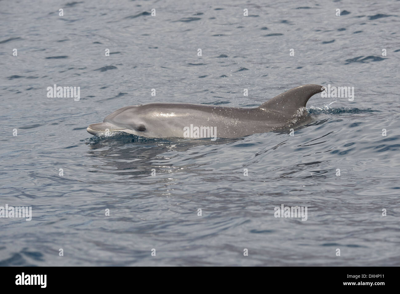 Comune di delfini Bottlenose (Tursiops truncatus) animale adulto di riporto. La Gomera, isole Canarie, Oceano Atlantico. Foto Stock