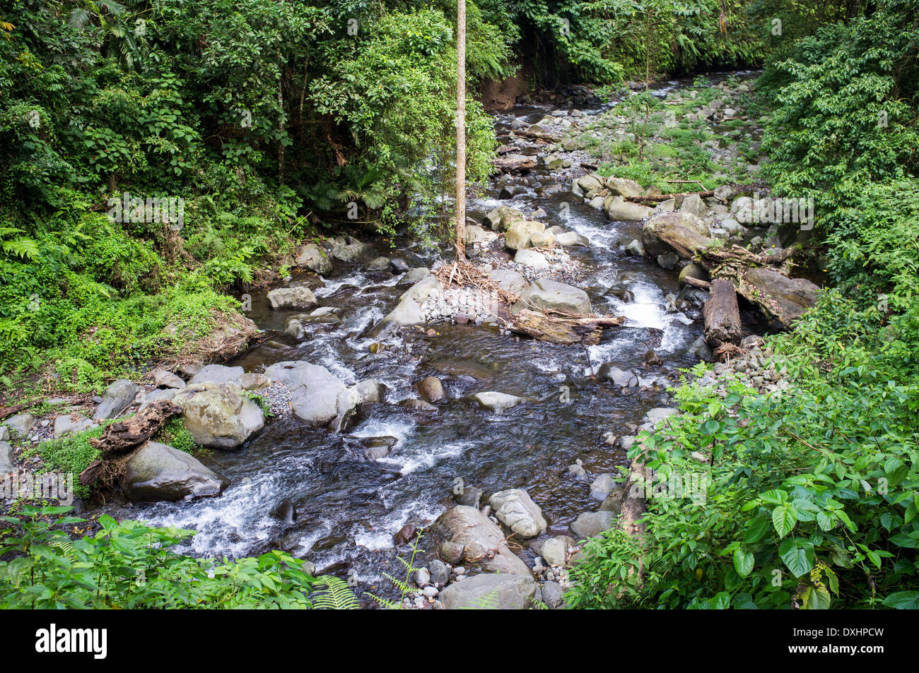 La foresta pluviale attorno a Senaru, modo a cascata, Lombok, Indonesia, Asia Foto Stock