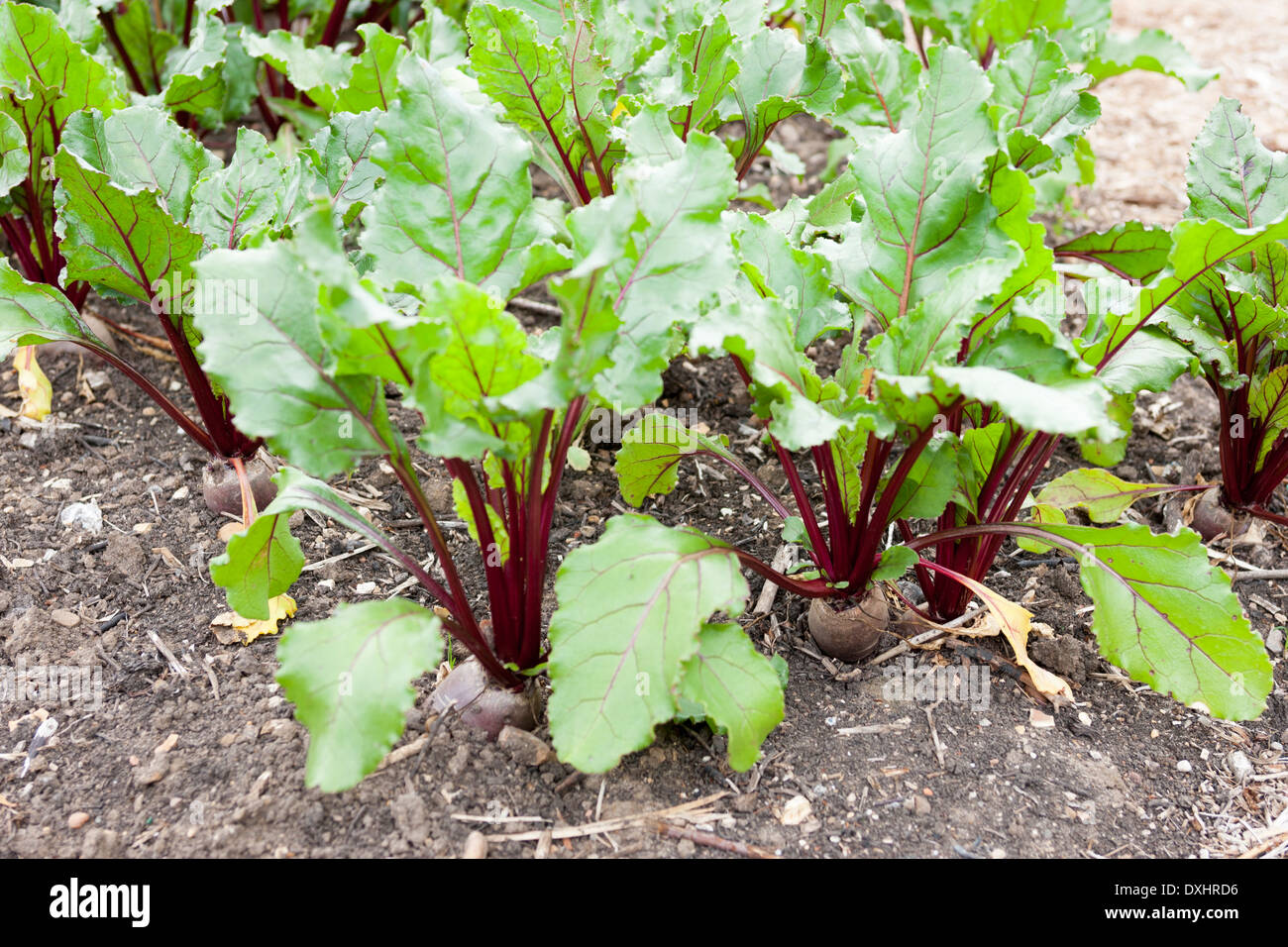 Barbabietola, Beta vulgaris, mostrando loro distictive venato rosso lascia Foto Stock