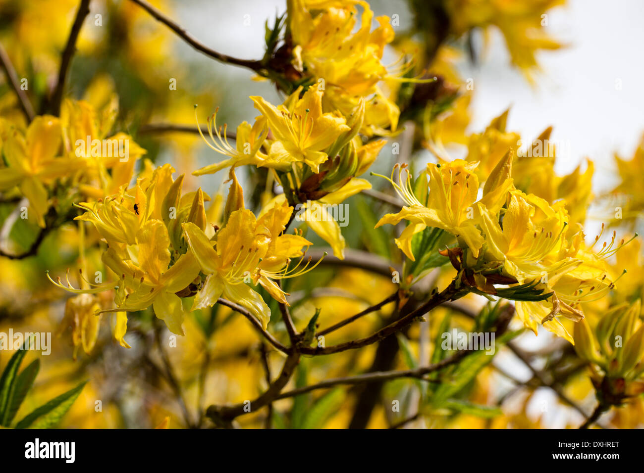 Il giallo di azalee e rododendri luteum, in un giardino di Cornovaglia Foto Stock