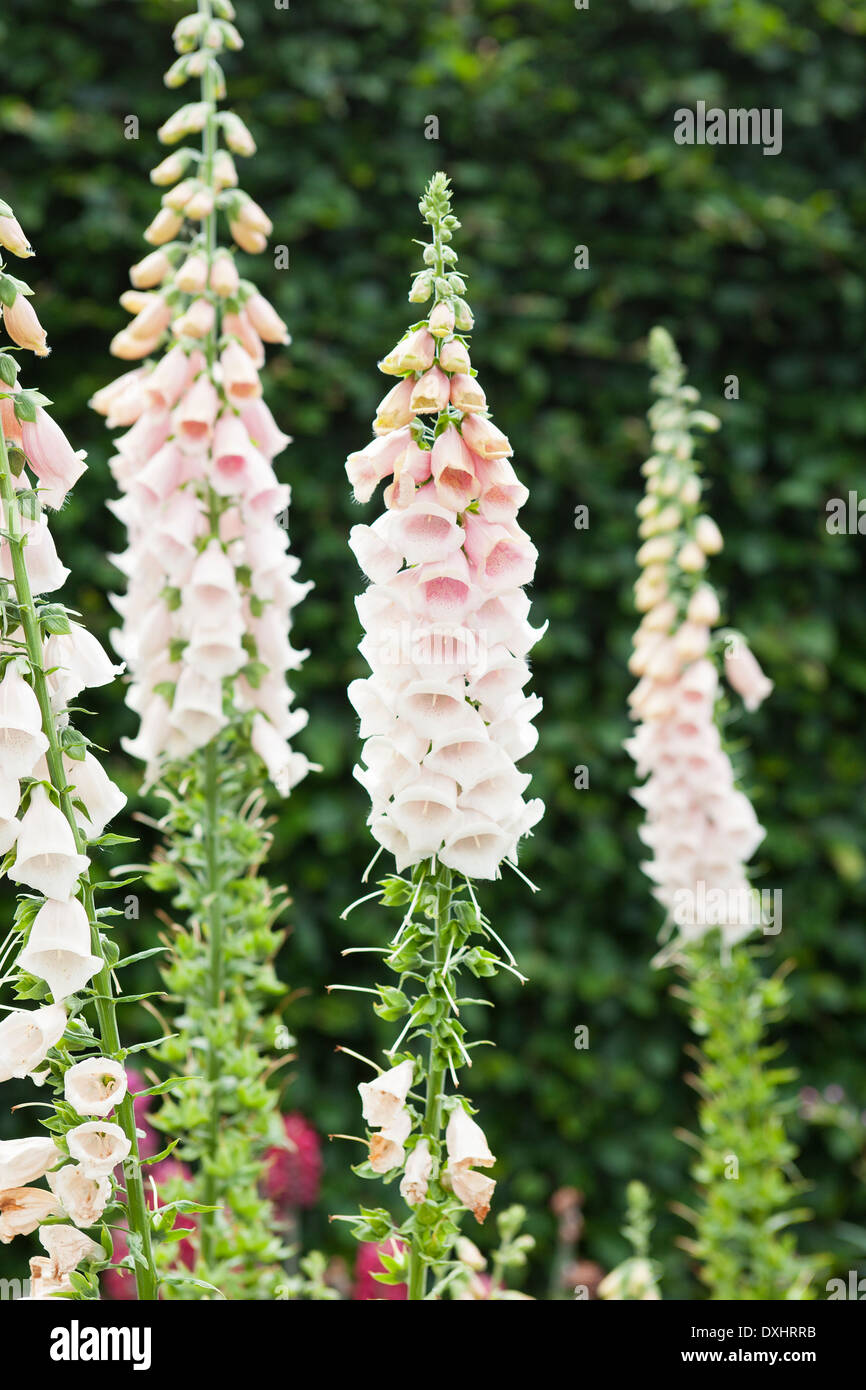 Arrossire al bianco foxglove fiori in piena fioritura in un giardino inglese. Foto Stock