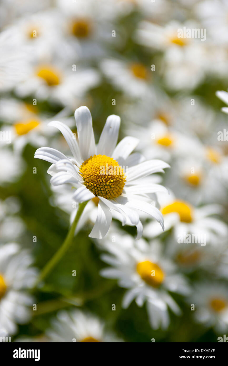 Shasta Daisy, Leucanthemum × superbum, Asteraceae family, sono robusti piante erbacee perenni con daisy-come le teste dei fiori. Foto Stock