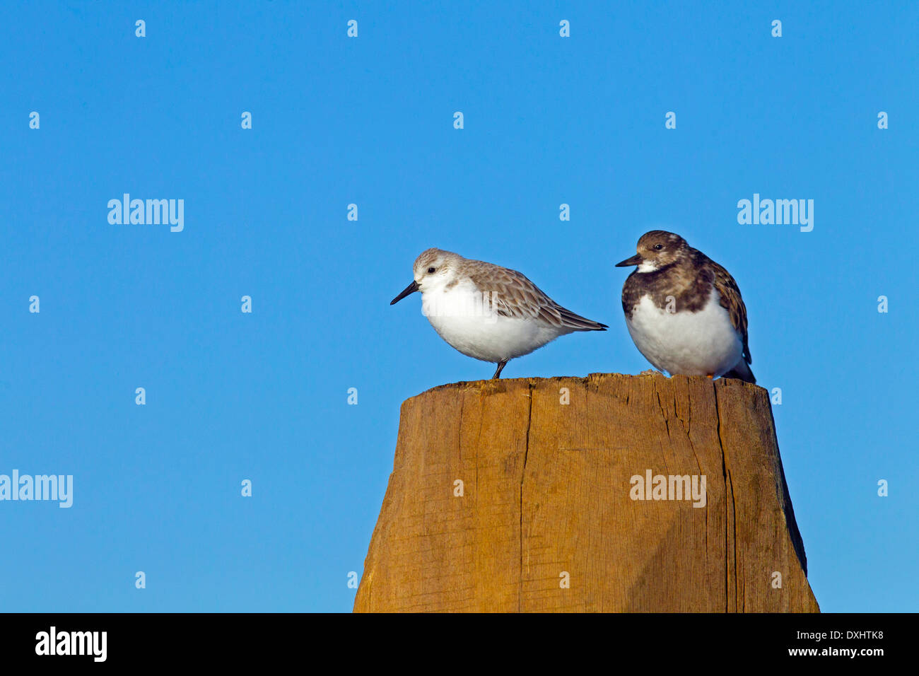 Sanderling Calidris alba con Turnstones sulla scogliera Foto Stock