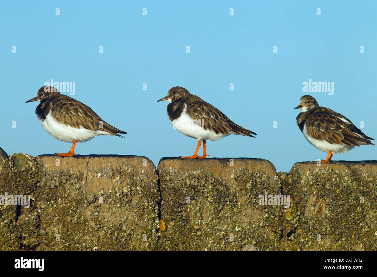 Tre Turnstones Arenaria interpres poggiante sulla struttura di frangionde con alta marea Foto Stock
