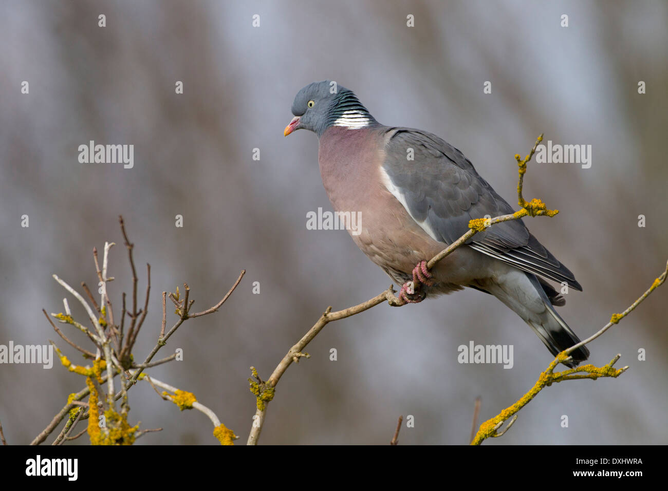 Colombaccio Columba palumbus ritratto Foto Stock