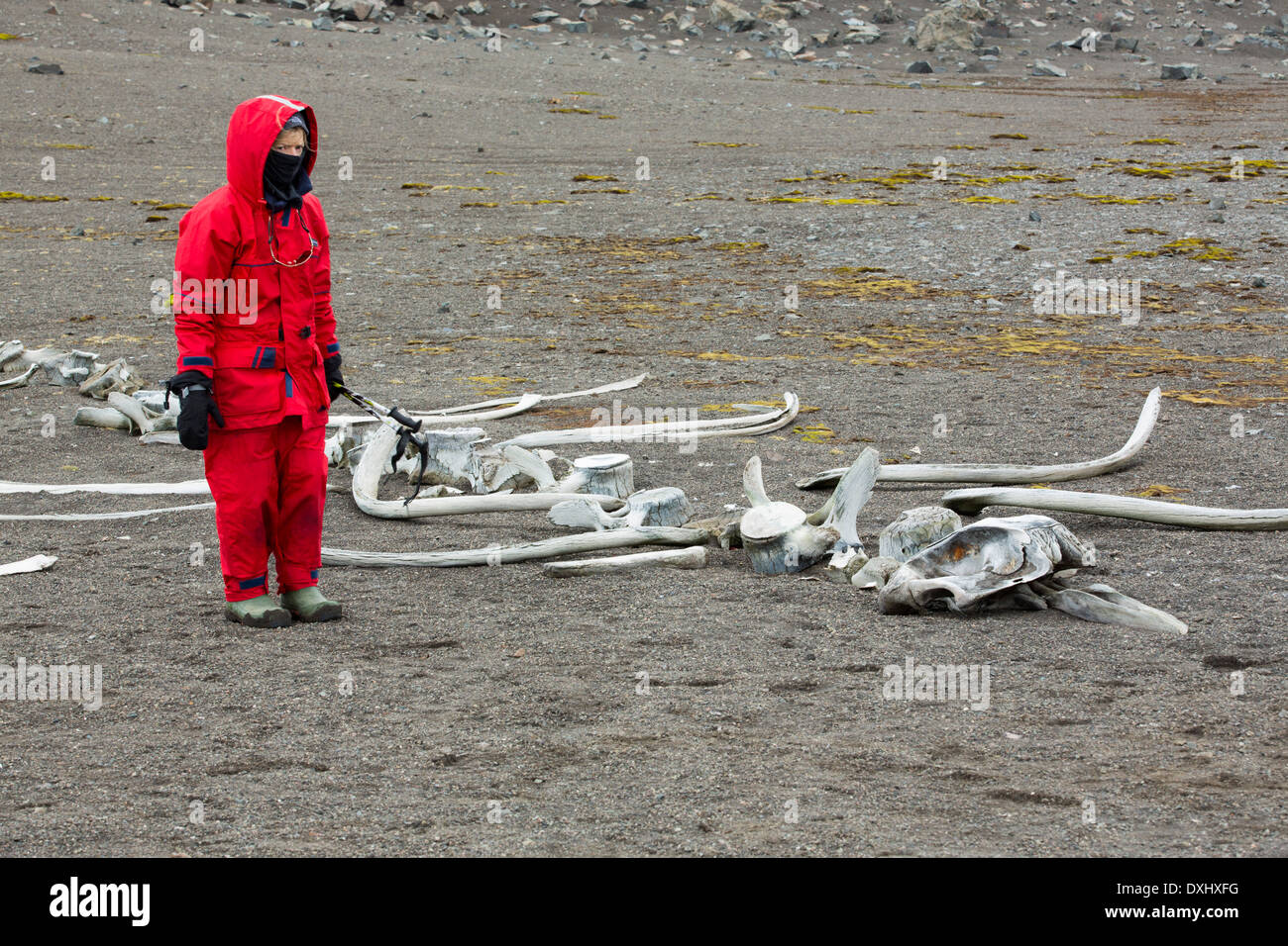 Lo scheletro di una piccola balena dal becco su livingston isola dell'Antartico peninsulare, con una donna da un expedition cruise Foto Stock