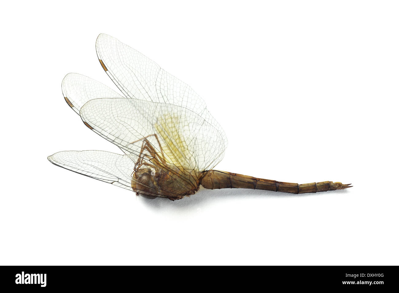 Libellula morta immagini e fotografie stock ad alta risoluzione