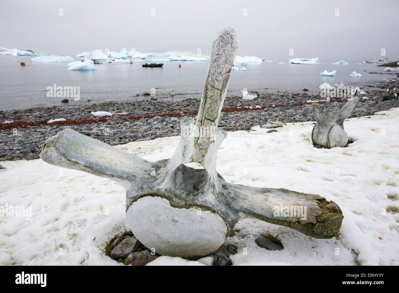 Isola Curverville sulla penisola Antartica, che è uno dei più veloci tra luoghi di riscaldamento del pianeta, con una vertebra di balena Foto Stock