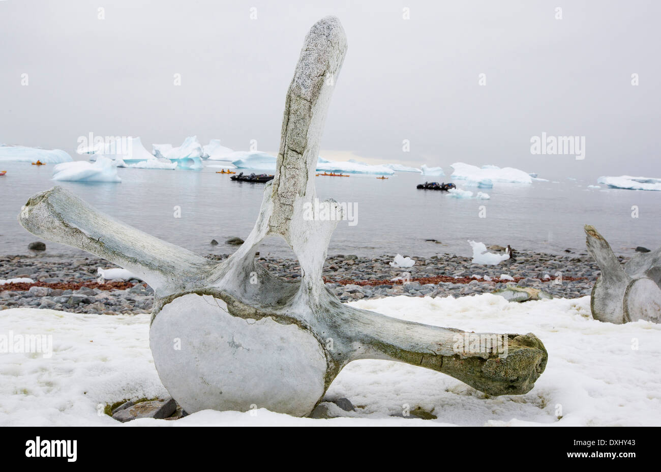Isola Curverville sulla penisola Antartica, che è uno dei più veloci tra luoghi di riscaldamento del pianeta, con una vertebra di balena Foto Stock