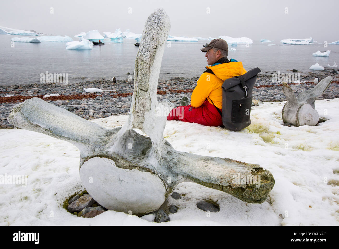 Isola Curverville sulla penisola Antartica, che è uno dei più veloci tra luoghi di riscaldamento del pianeta, con una balena vertebre. Foto Stock