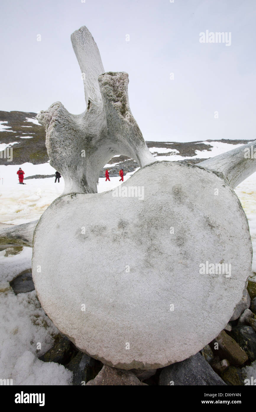 Isola Curverville sulla penisola Antartica, che è uno dei più veloci tra luoghi di riscaldamento del pianeta, con una balena vertebre. Foto Stock