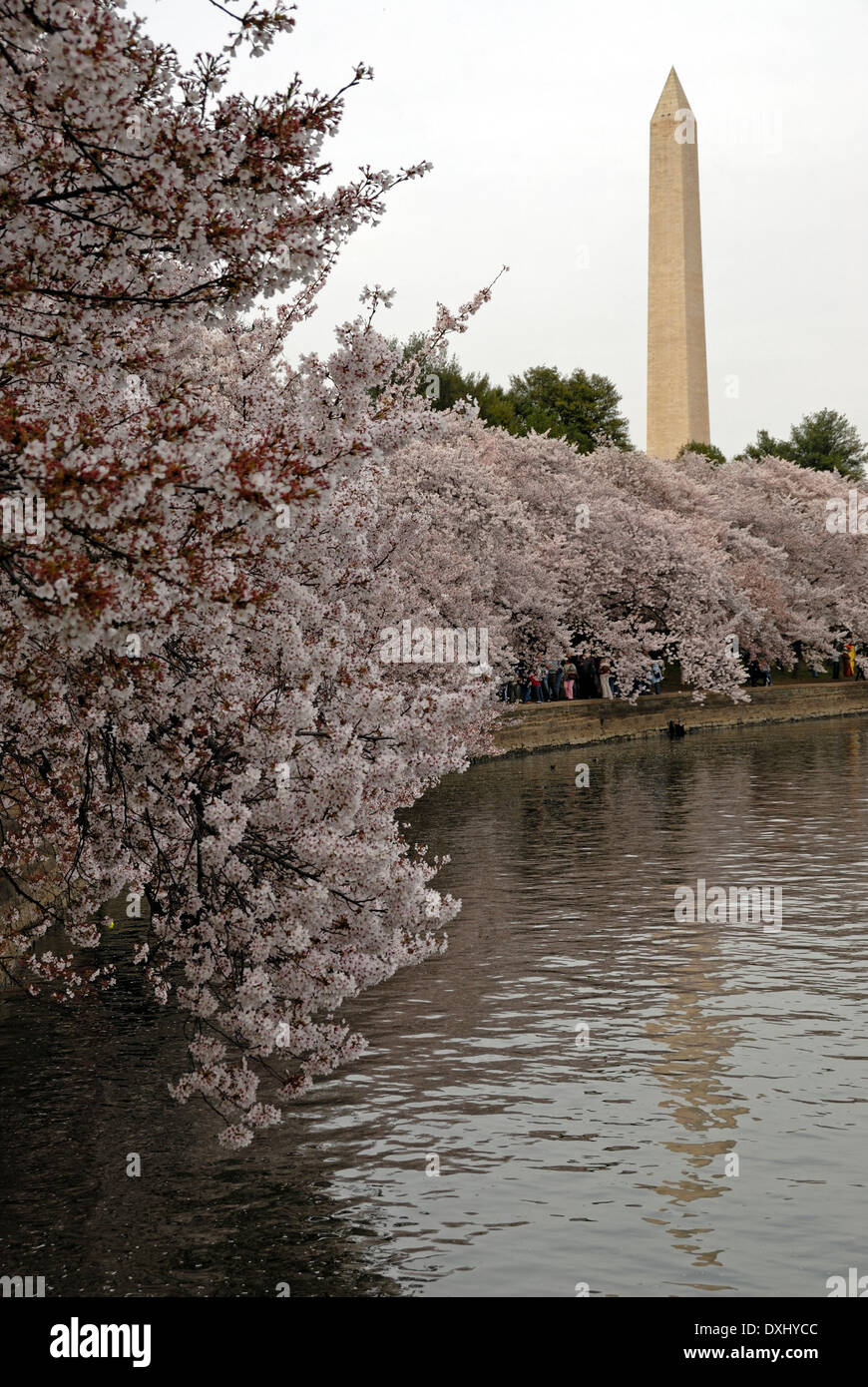 Il Monumento a Washington durante la fioritura dei ciliegi tempo. Foto Stock