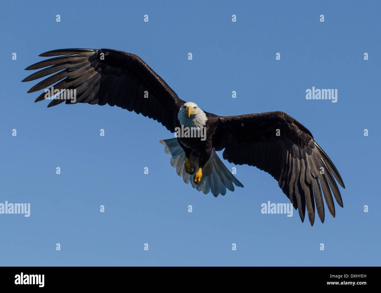 Juneau Alaska aquila calva flying blue sky Foto Stock