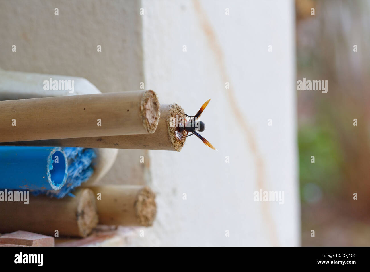 Il fango dauber Wasp Nest costruzione Foto Stock