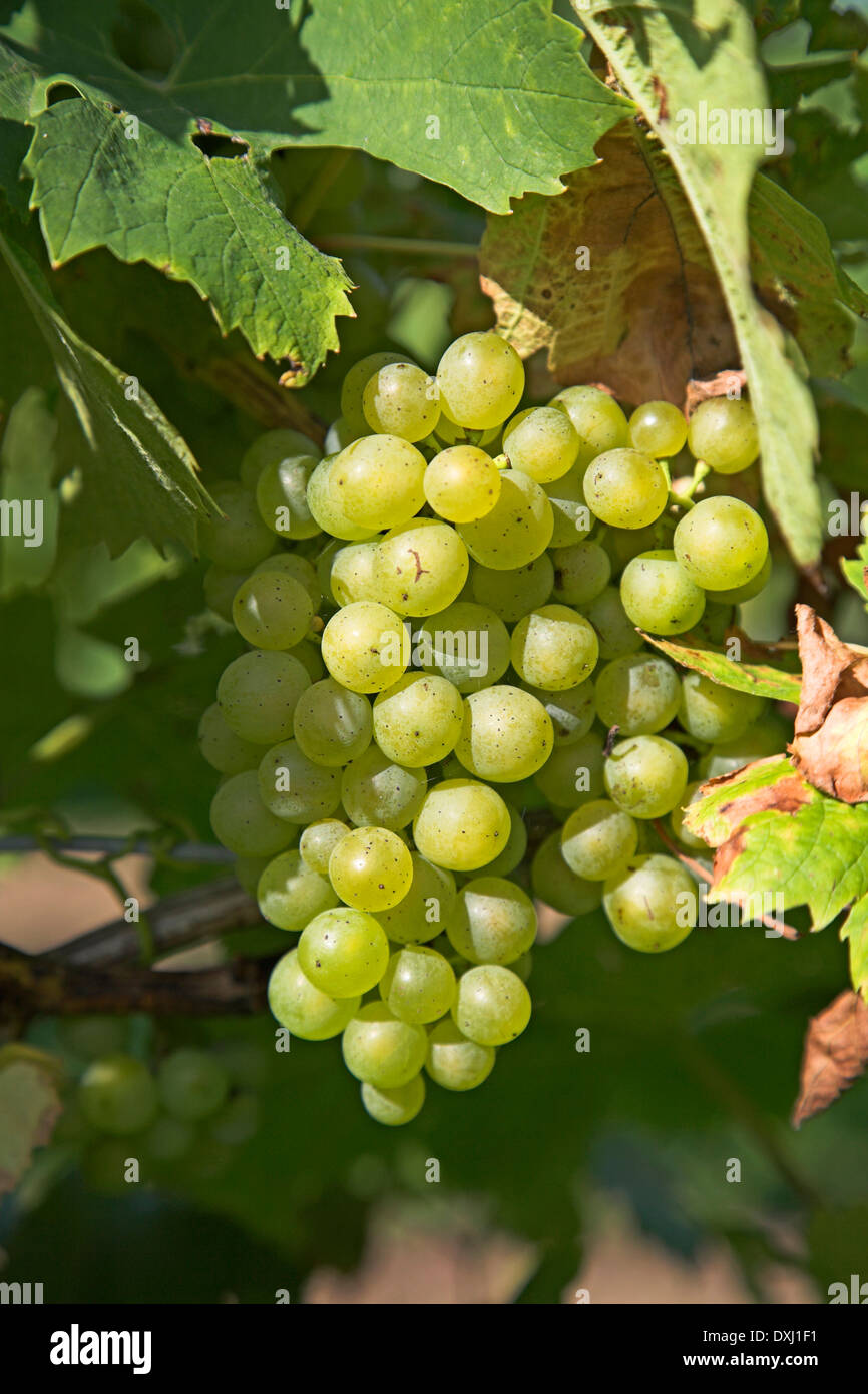 Le uve per il vino bianco, Shawsgate vineyard, Suffolk, Inghilterra Foto Stock