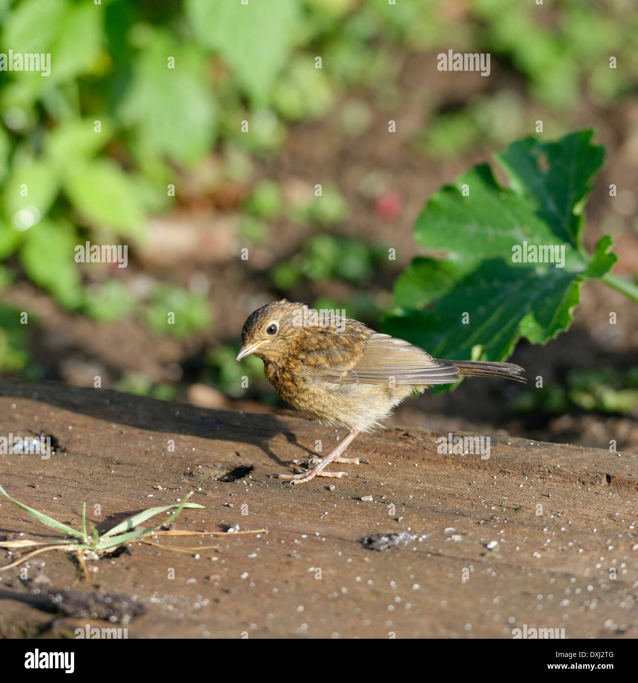 I capretti Robin cerca di seme è scesa da un Bird Feeder Foto Stock