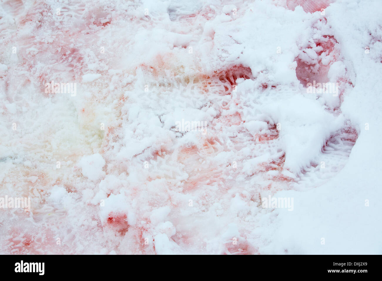 Alghe rosse nella neve sul de Cuverville Island, l'Antartide. Foto Stock