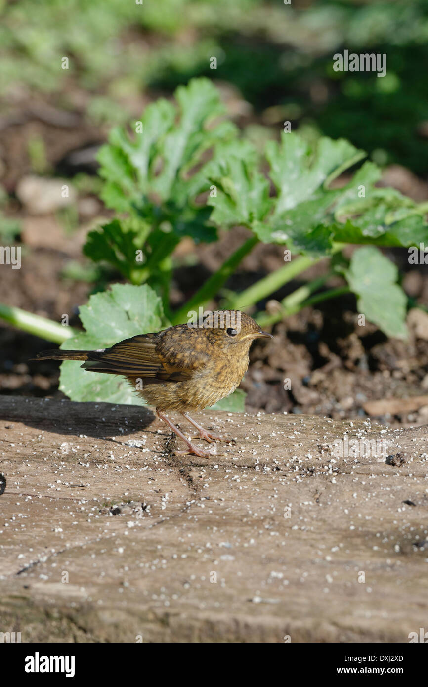 I capretti Robin cerca di seme è scesa da un Bird Feeder Foto Stock
