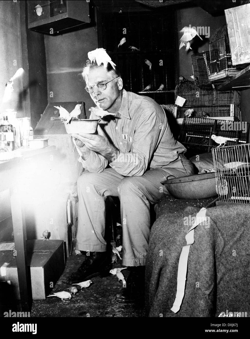 BIRDMAN OF ALCATRAZ Foto Stock