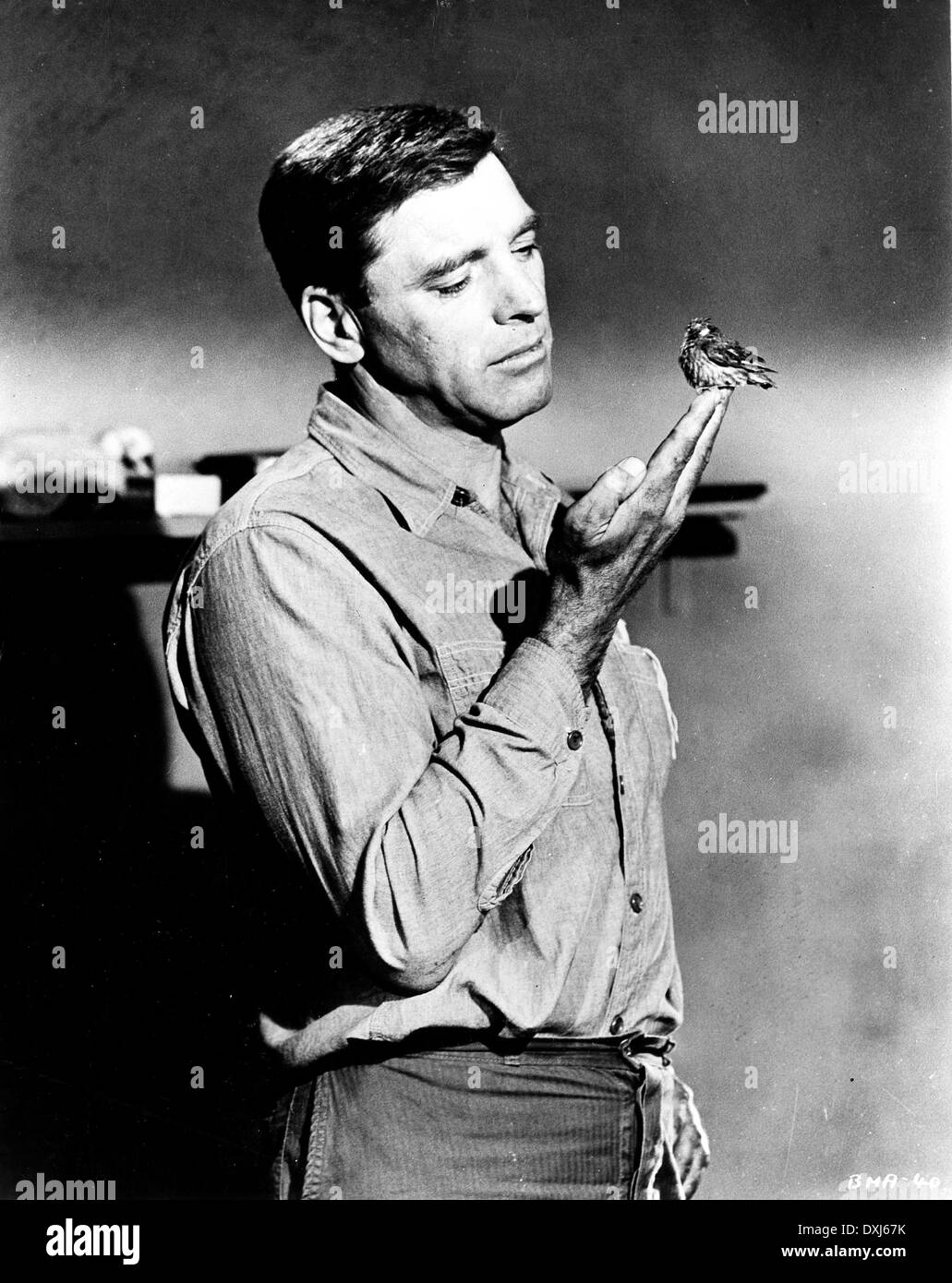 BIRDMAN OF ALCATRAZ Foto Stock