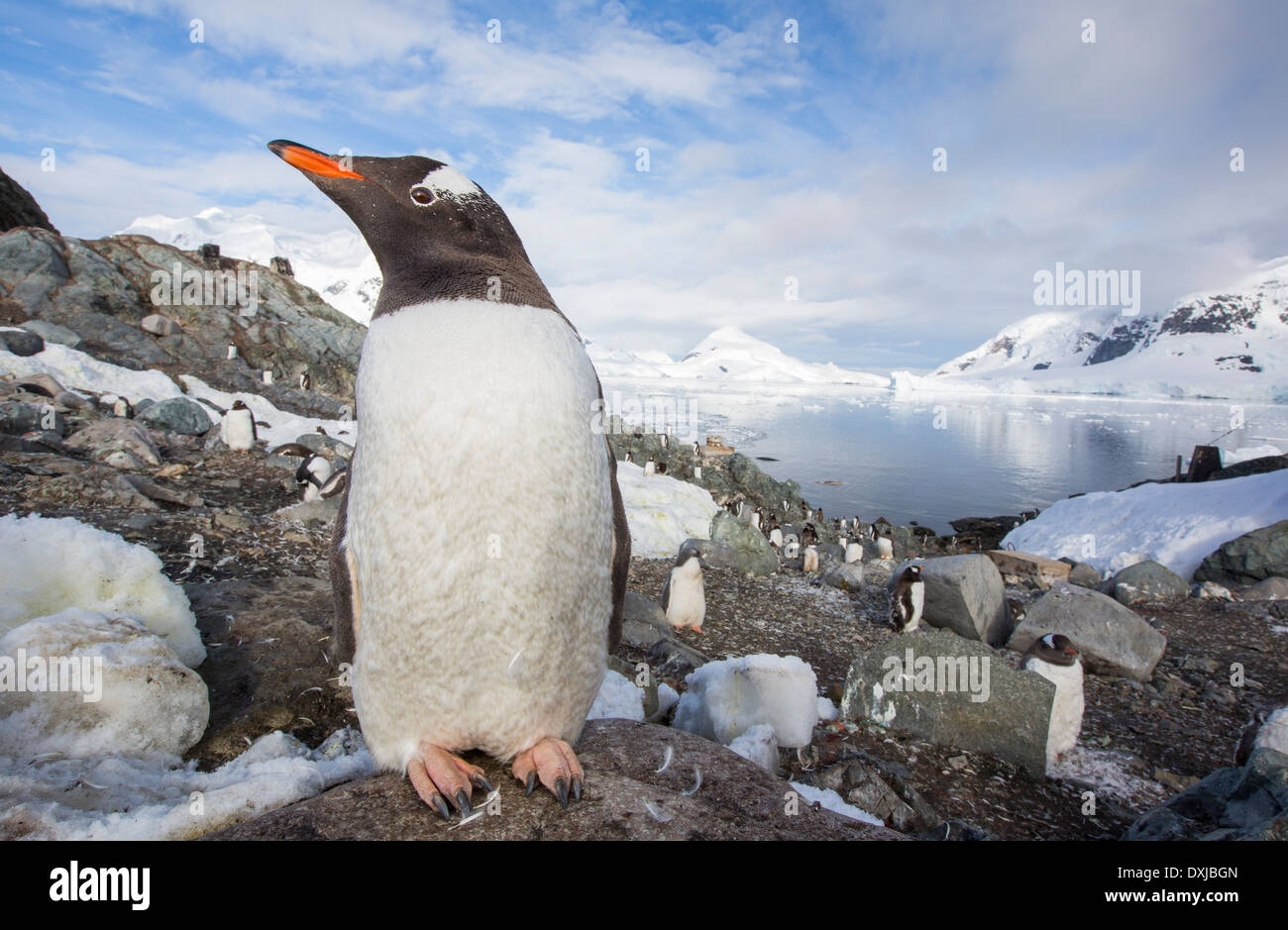 I pinguini Gentoo tra scenari costieri mozzafiato in Paradise Bay off Graham terra sulla penisola antartica. Foto Stock