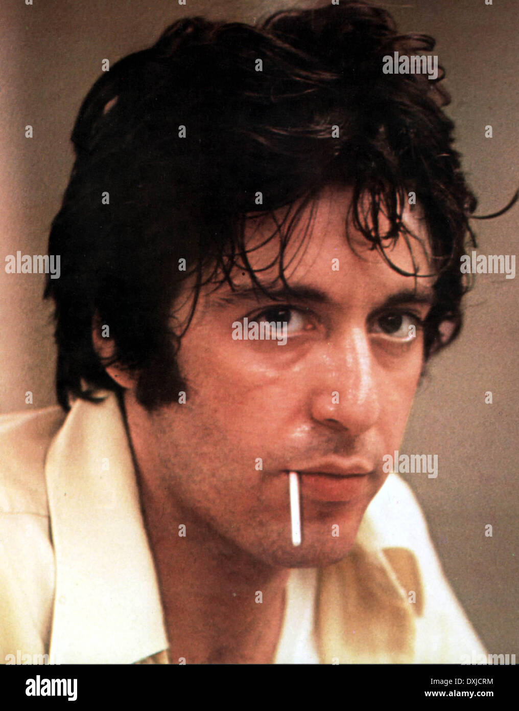 Cane giorno POMERIGGIO Foto Stock