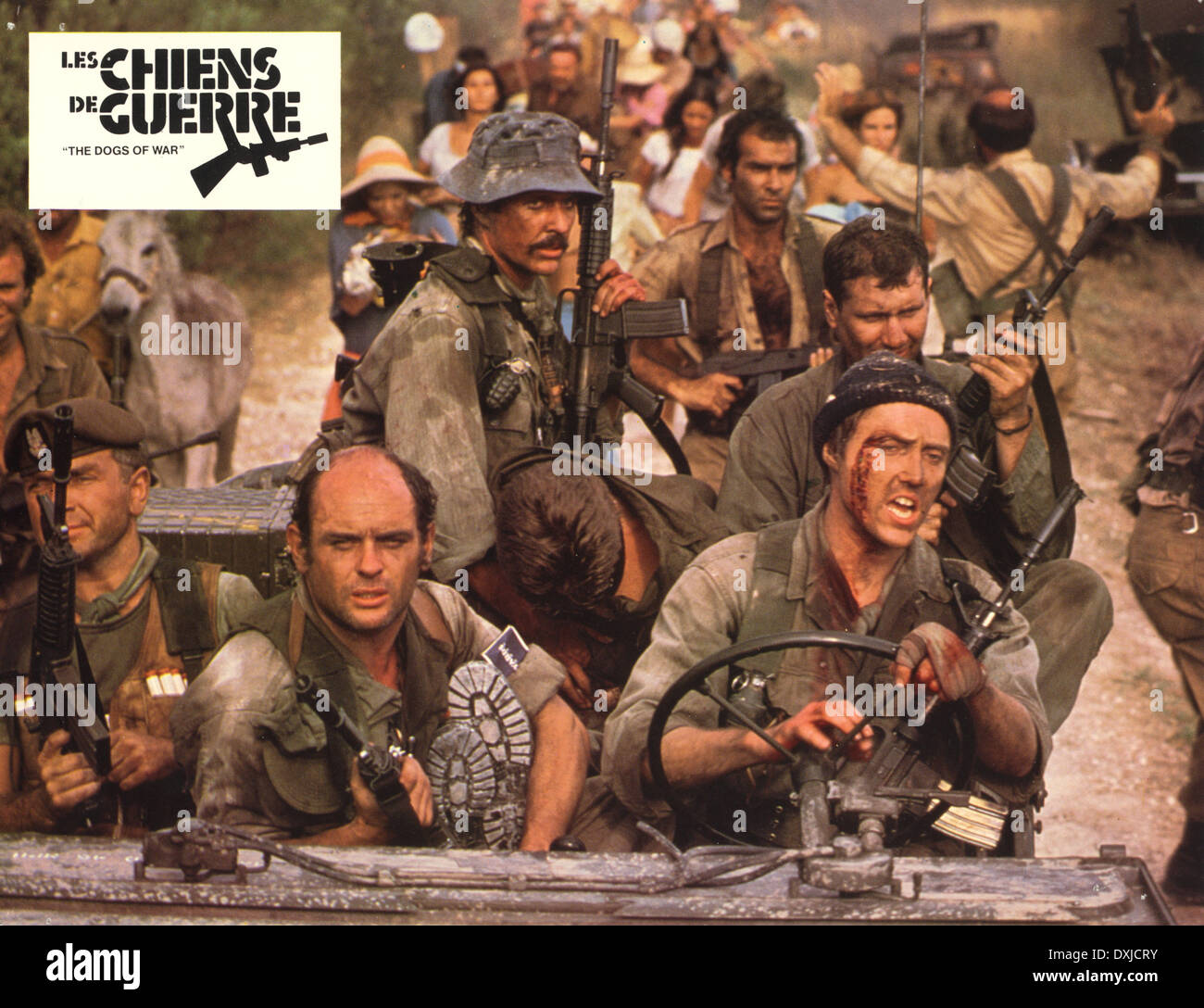 MASTINI DELLA GUERRA Foto Stock