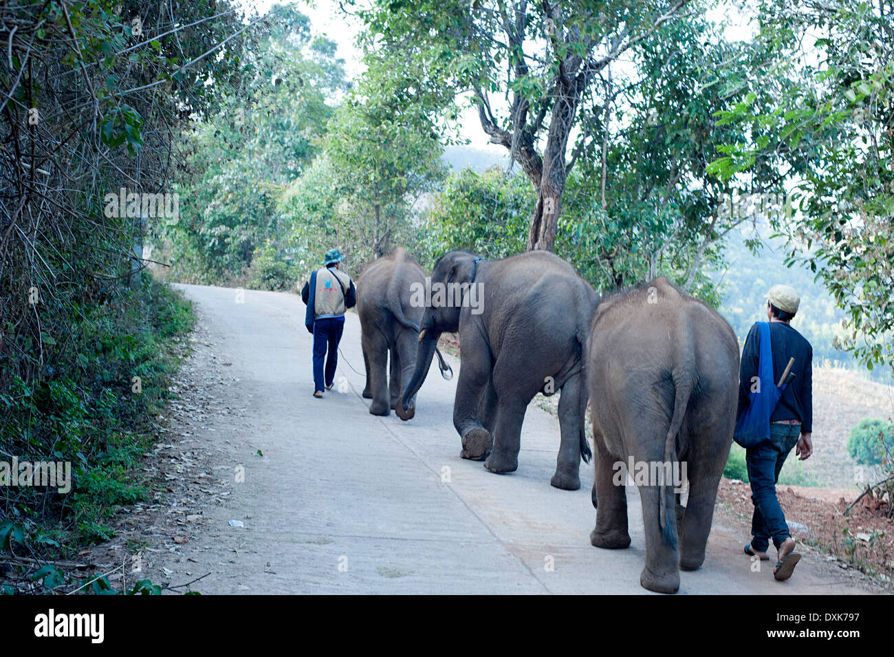 Tre giovani elefanti a piedi lungo la strada del villaggio di Huay Pakoot con loro mahouts Foto Stock