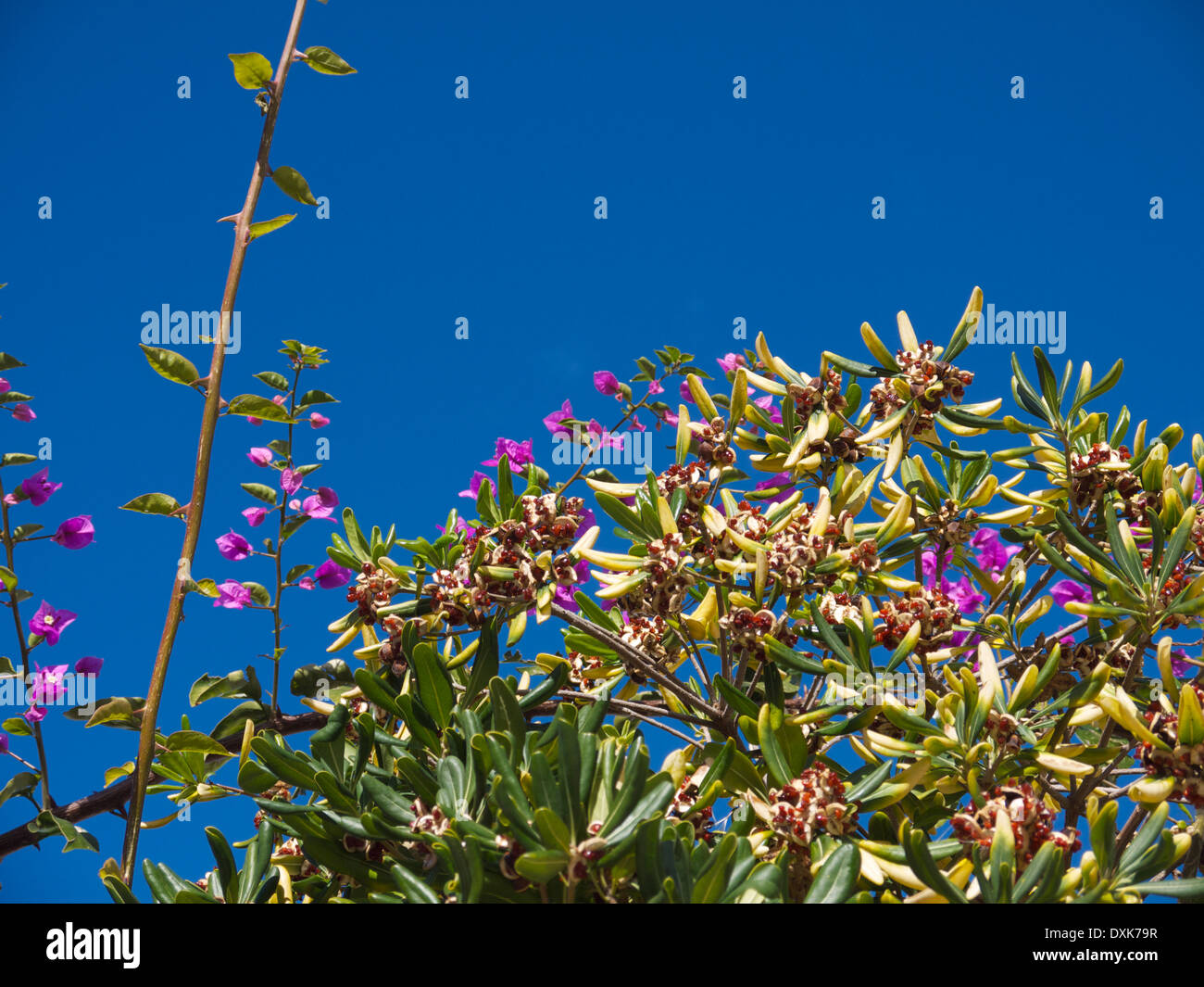 Fioritura bush contro un cielo blu a Benidorm, Spagna Foto Stock