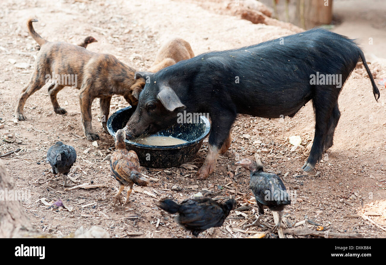 Il maiale mangia la cena mentre il cane e uccelli aspettare e vedere. Huay Pakoot village, nel nord della Thailandia. Foto Stock