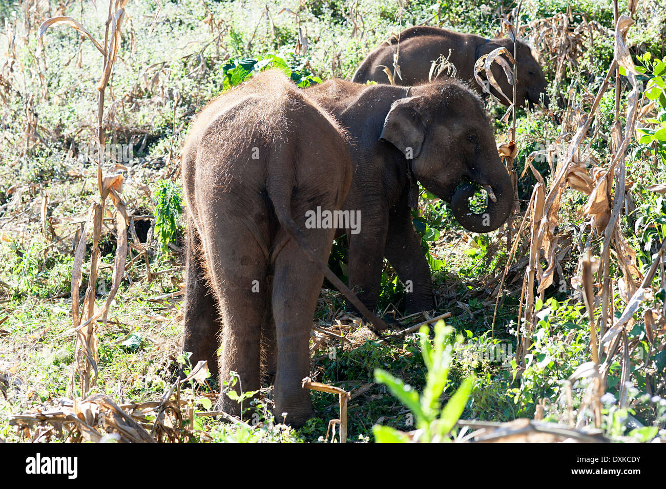 Tre giovani elefanti di mangiare in cornfield intorno a Huay Pakoot, nel nord della Thailandia. Foto Stock