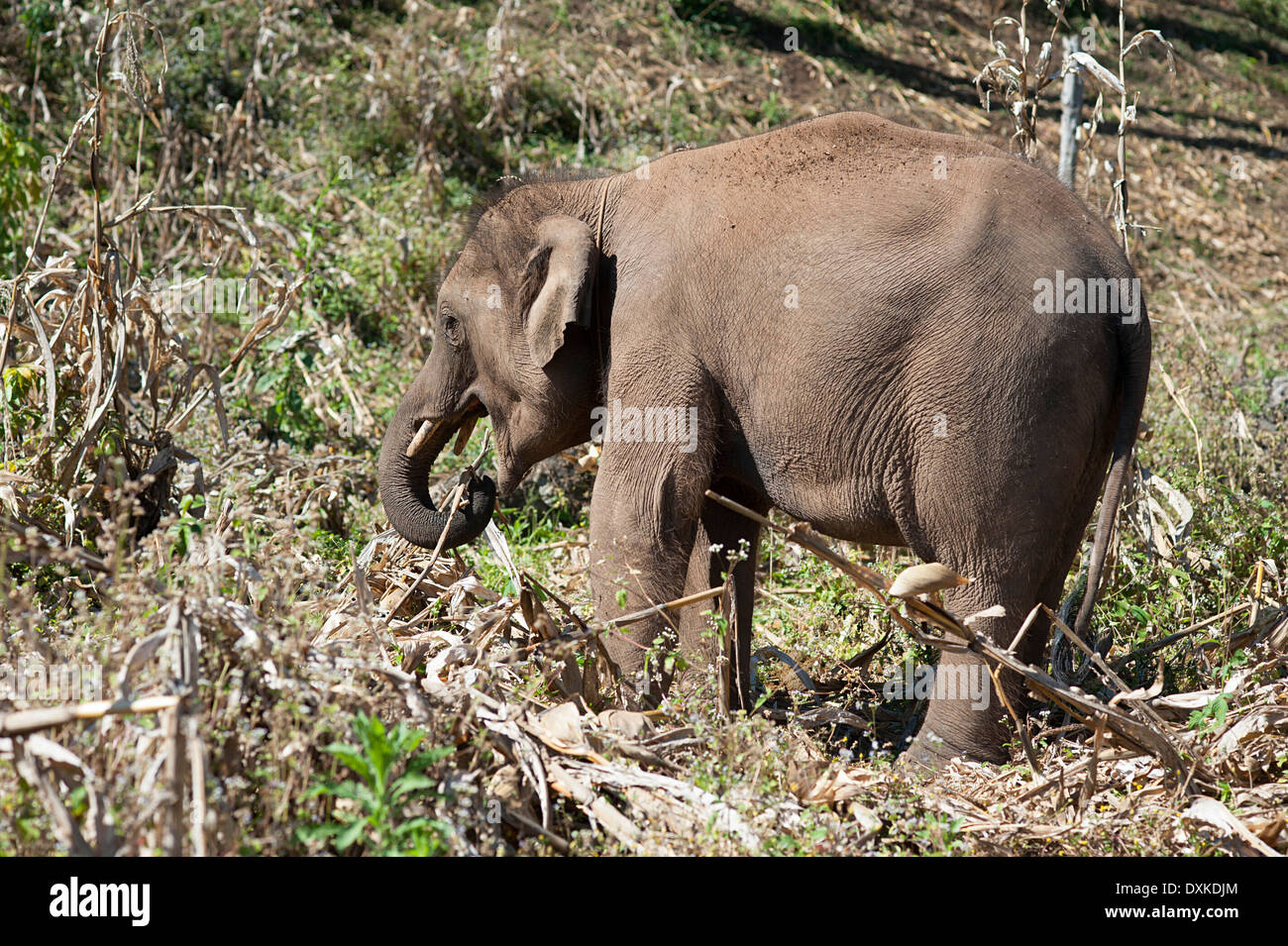 L'elefante nella cornfield sulle colline intorno a Huay Pakoot nel nord della Thailandia. Foto Stock