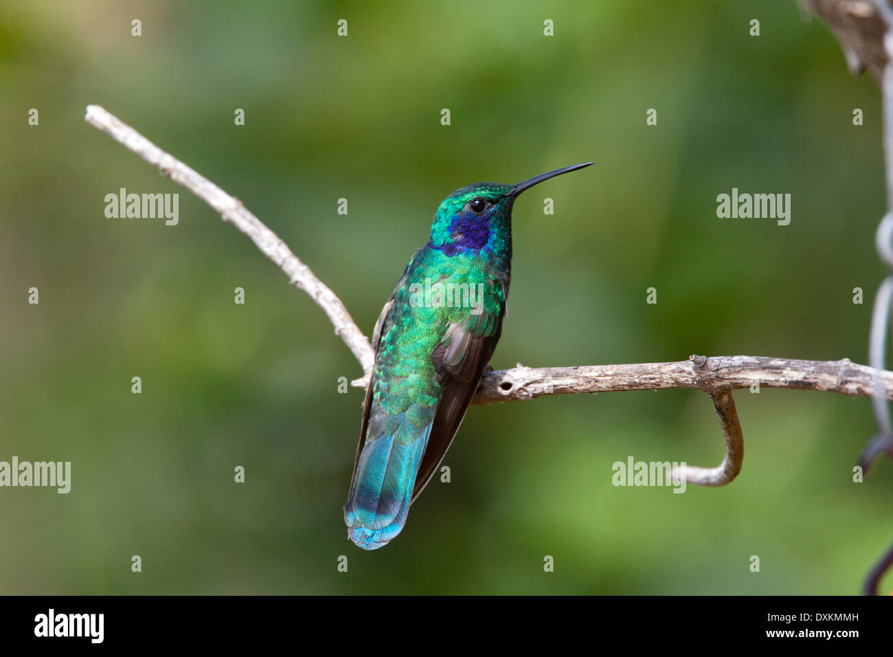 Green Violetear (Colibri thallasinus), Hummingbird, appollaiato Santa Marta, Colombia. Foto Stock
