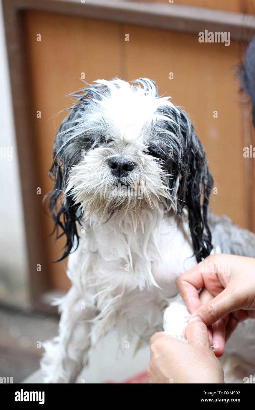 Il cane di prendere una doccia con acqua e sapone. Foto Stock