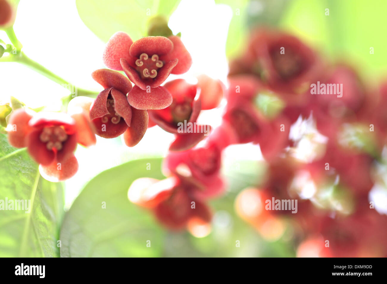 Fiore rosso al giardino di mattina. Foto Stock