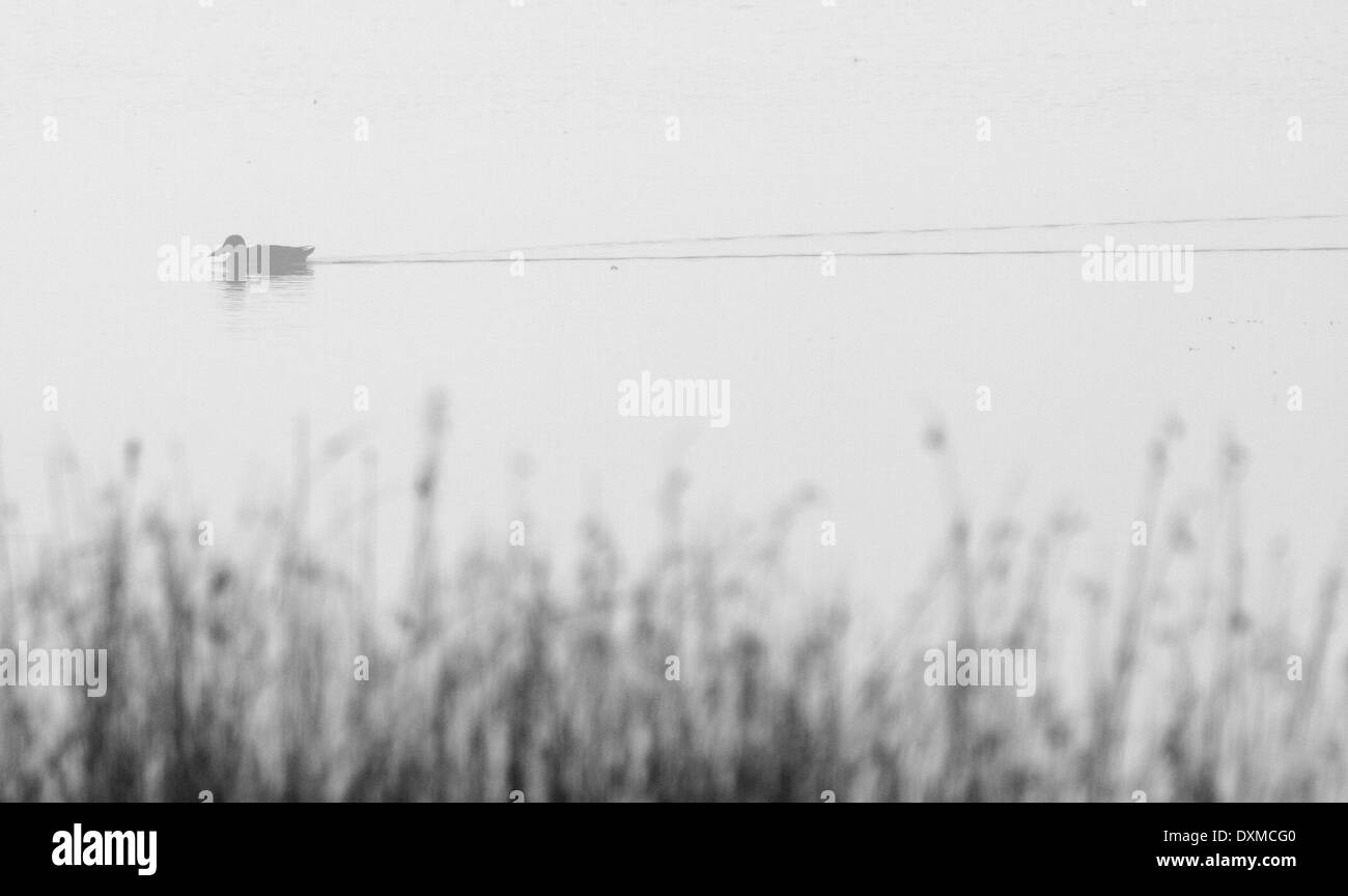 Northern mestolone (Anas clypeata) nella nebbia di mattina. Foto Stock