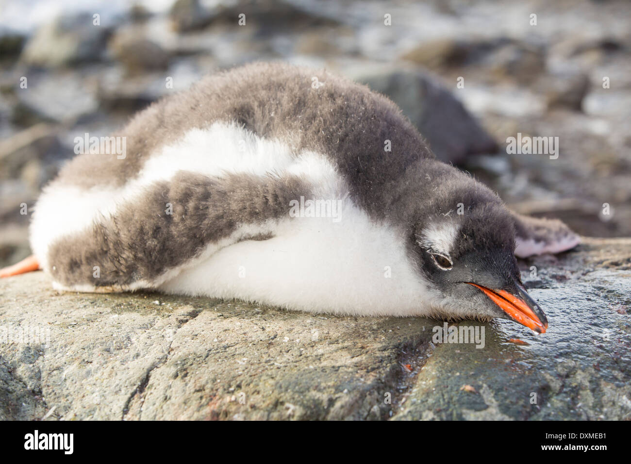 Un pinguino Gentoo chick in Paradise Bay, l'Antartide. Foto Stock