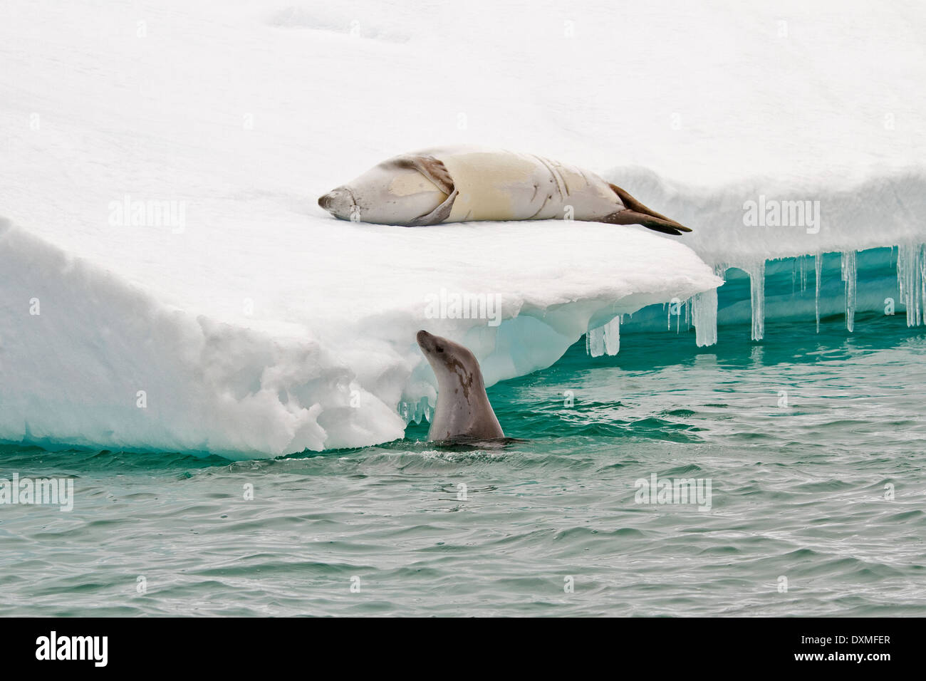 L'Antartide Crabeater guarnizioni, Lobodon carcinophaga tirato fuori su iceberg. Parallelamente le cicatrici mostrano evidenza di attacco da parte di guarnizione di leopard. Foto Stock