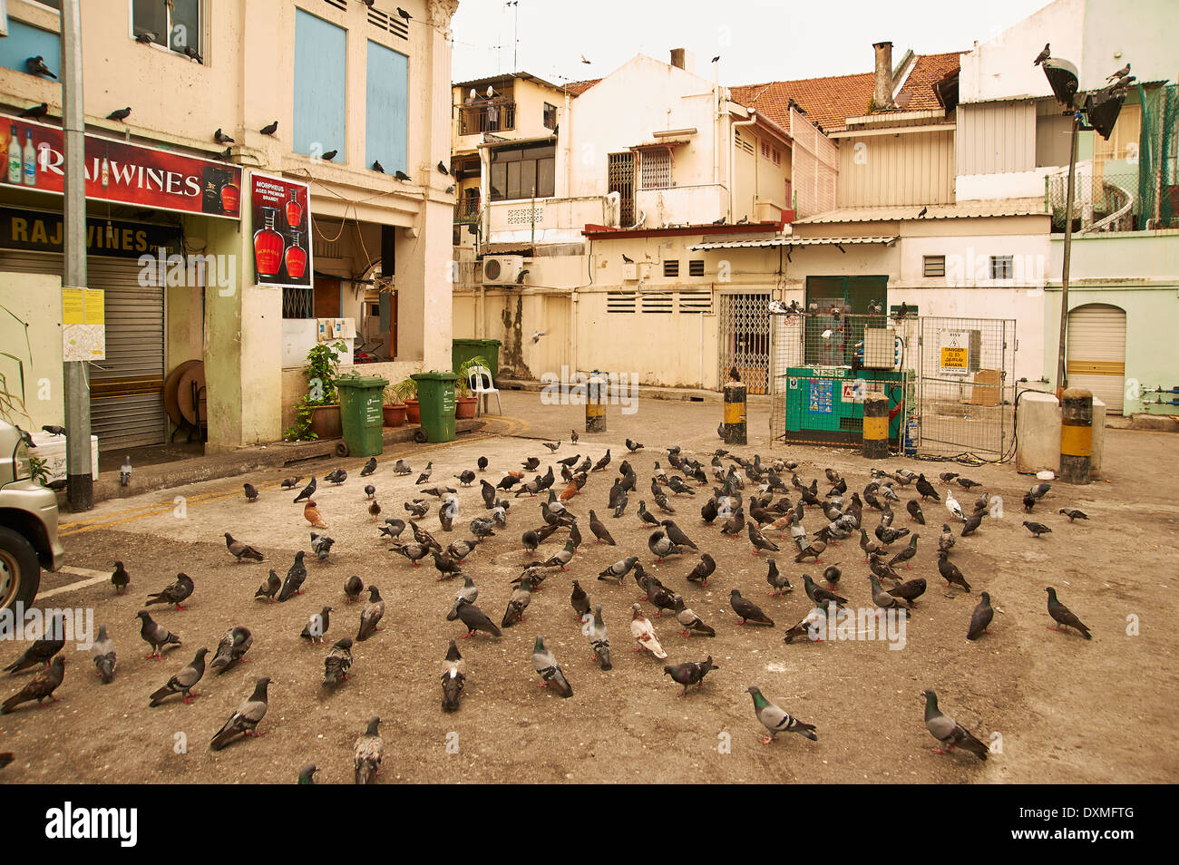 Piccioni scratch per il cibo in un cortile Foto Stock