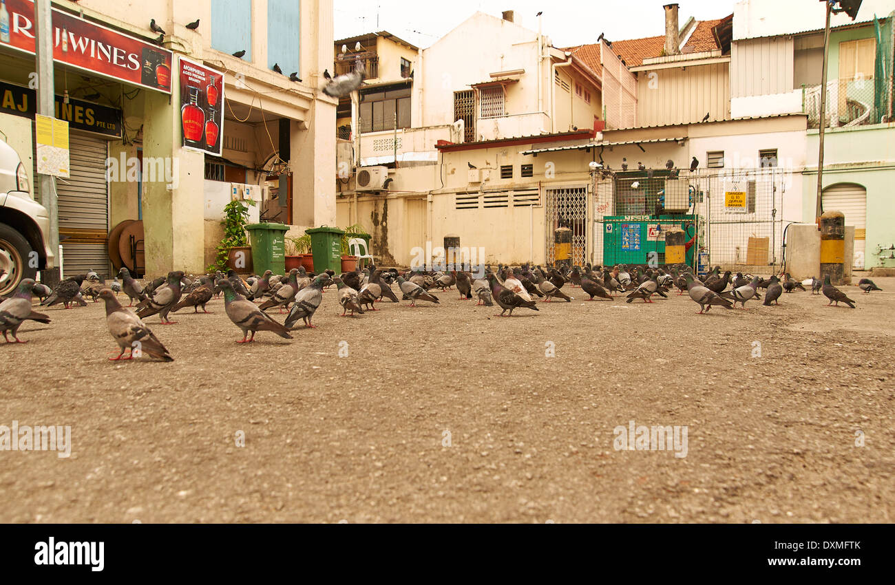 Piccioni scratch per il cibo in un cortile Foto Stock
