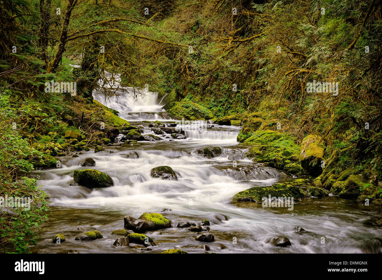 Cascate di dolci Creek; Siuslaw National Forest, Costiera montagne, Oregon. Foto Stock