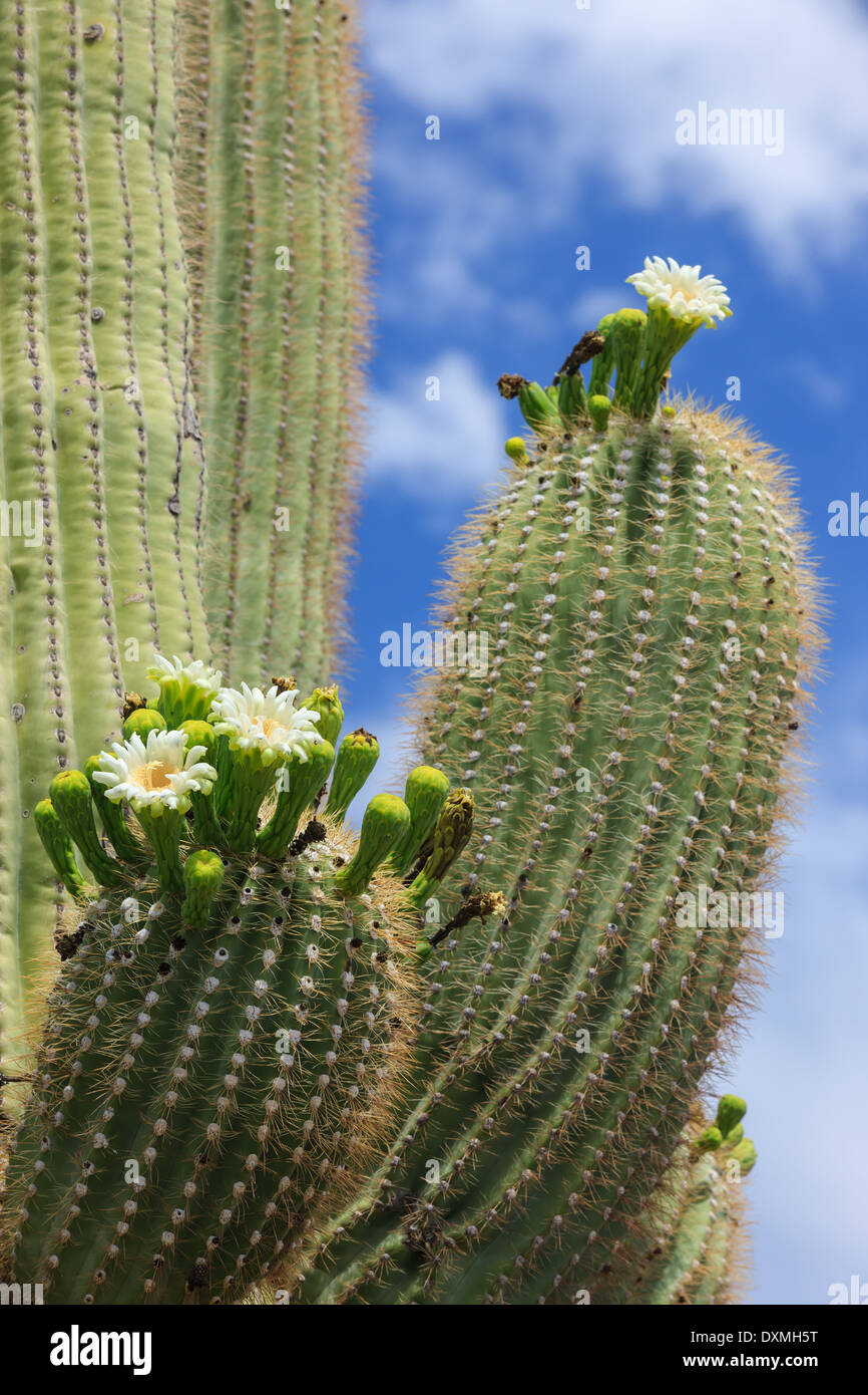 Struttura di cactus nel Parco nazionale del Saguaro, Arizona, Stati Uniti d'America Foto Stock