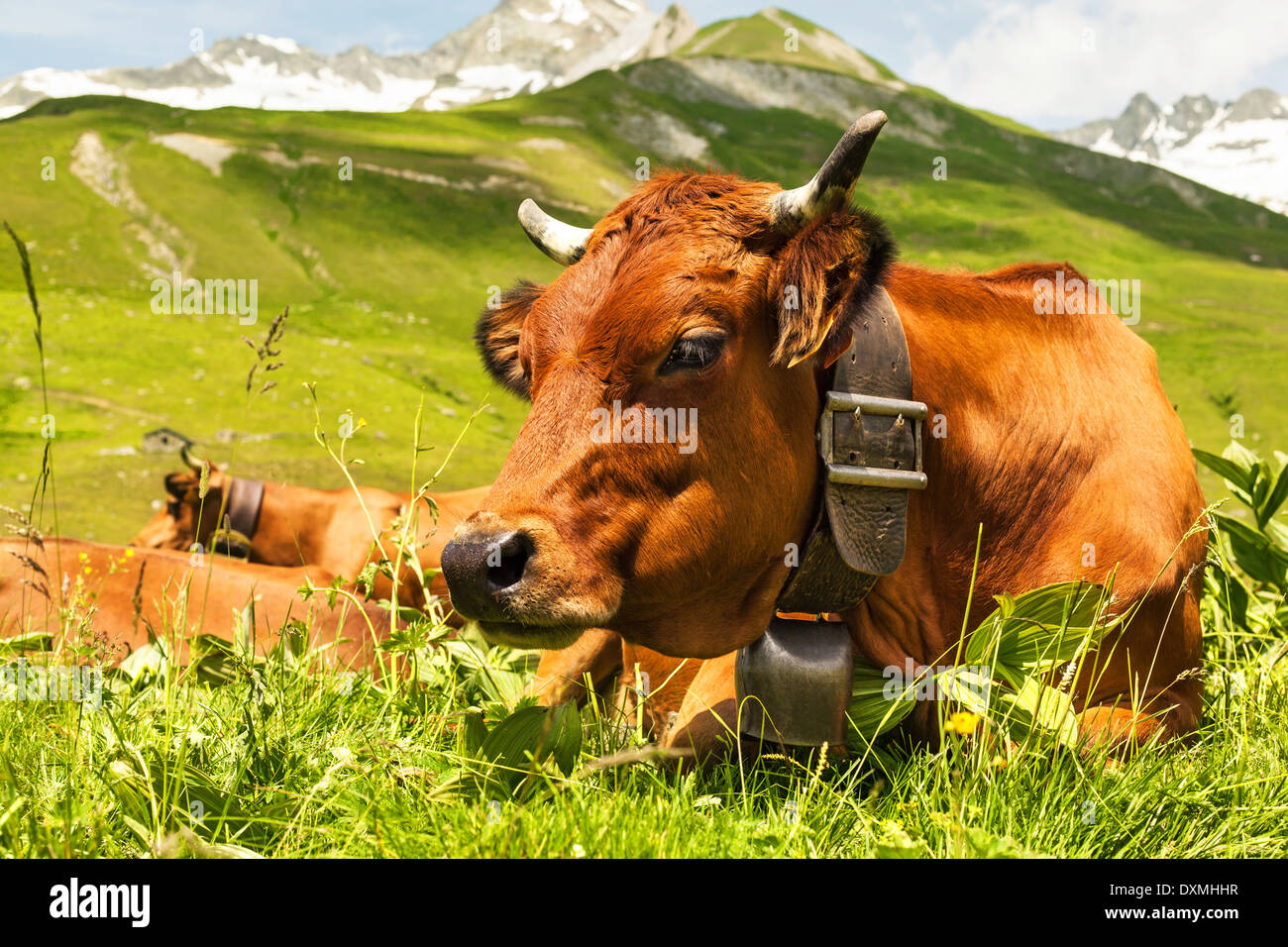 Vista ravvicinata di una mucca in un prato alpino Foto Stock