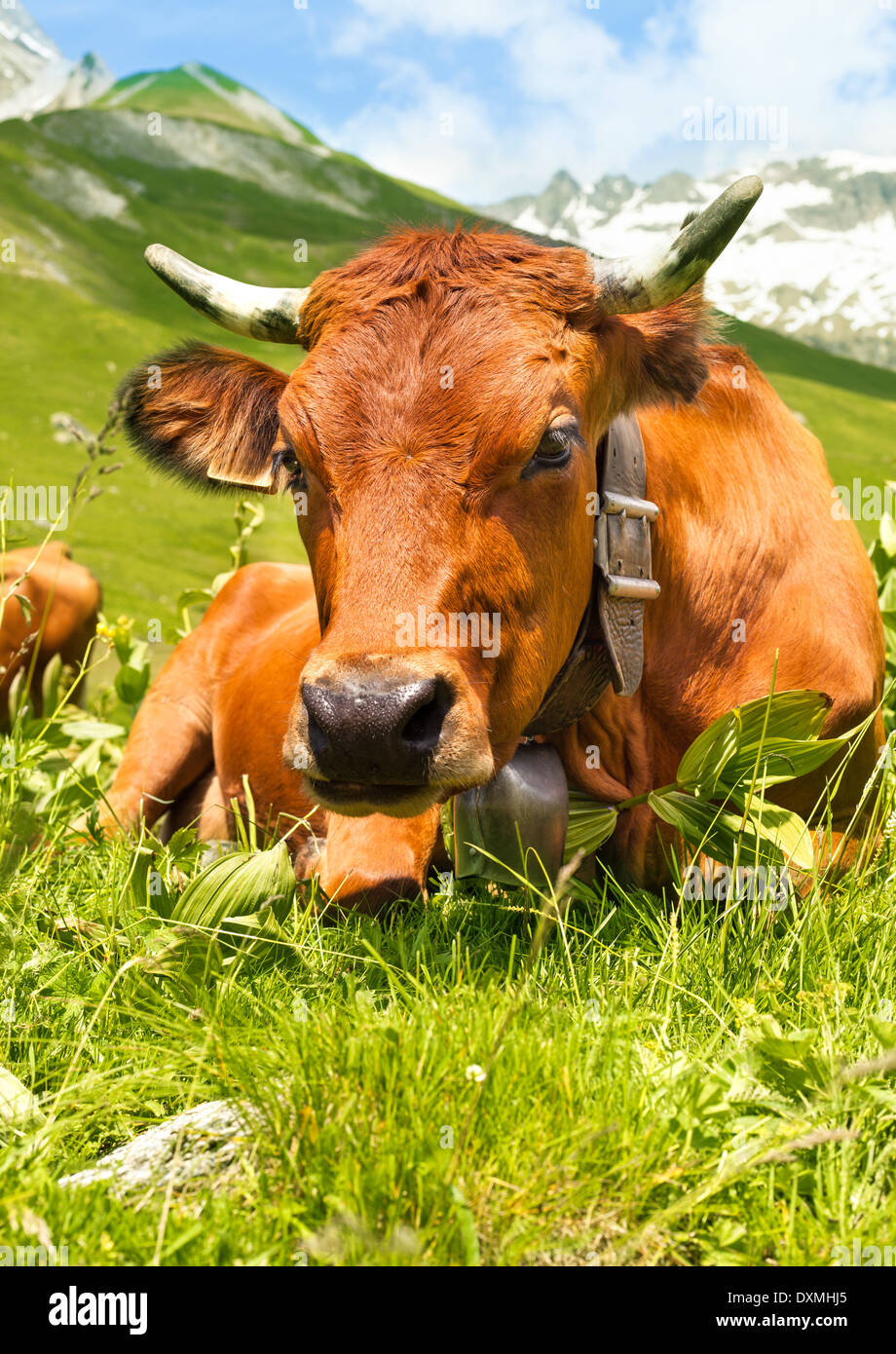 Vista ravvicinata di una mucca in un prato alpino Foto Stock