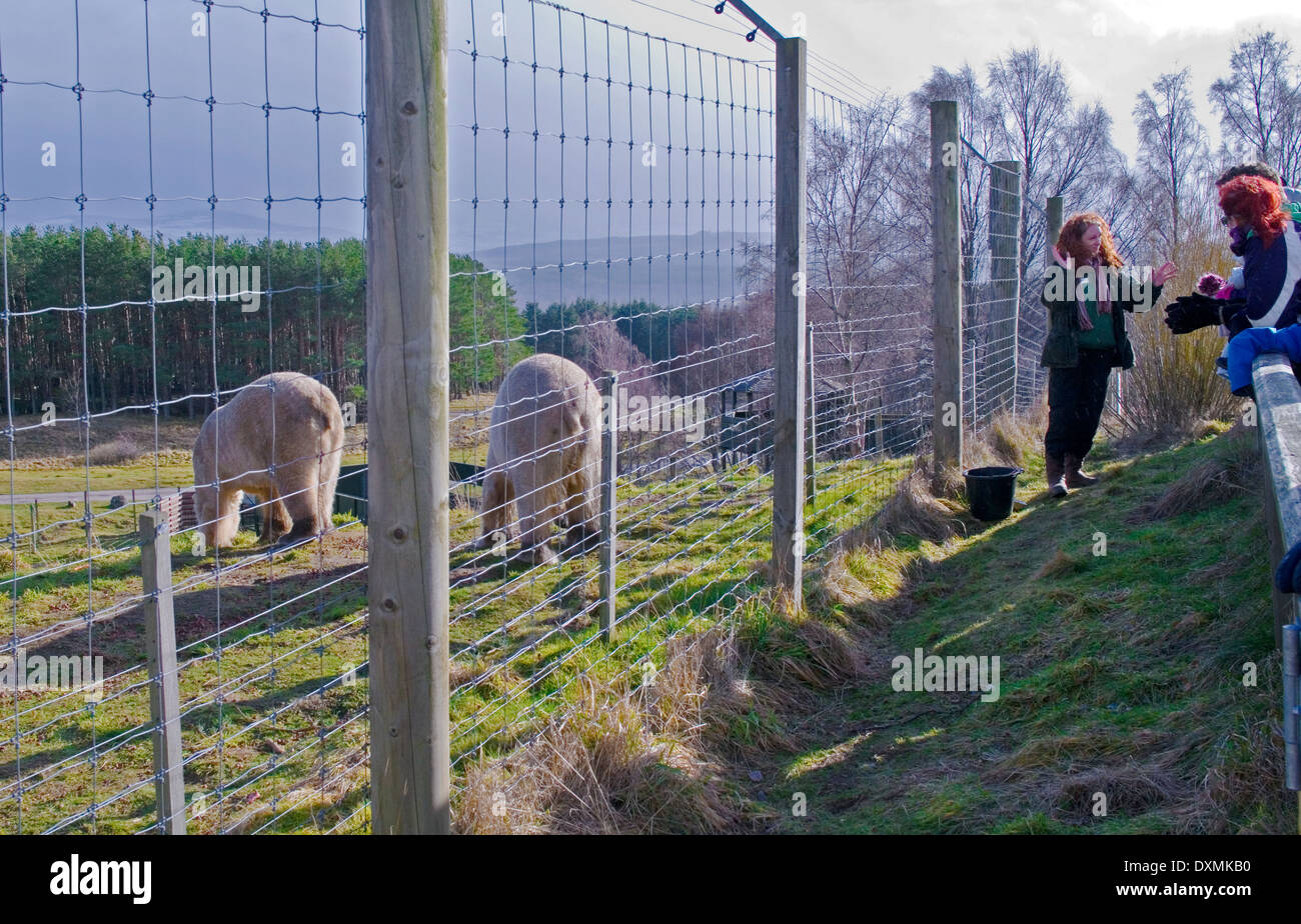 Detentore di animali dà parlare di visitatori a orso polare in tempo di alimentazione, in showery meteo invernale, Highland Wildlife Park, Scotland Regno Unito Foto Stock