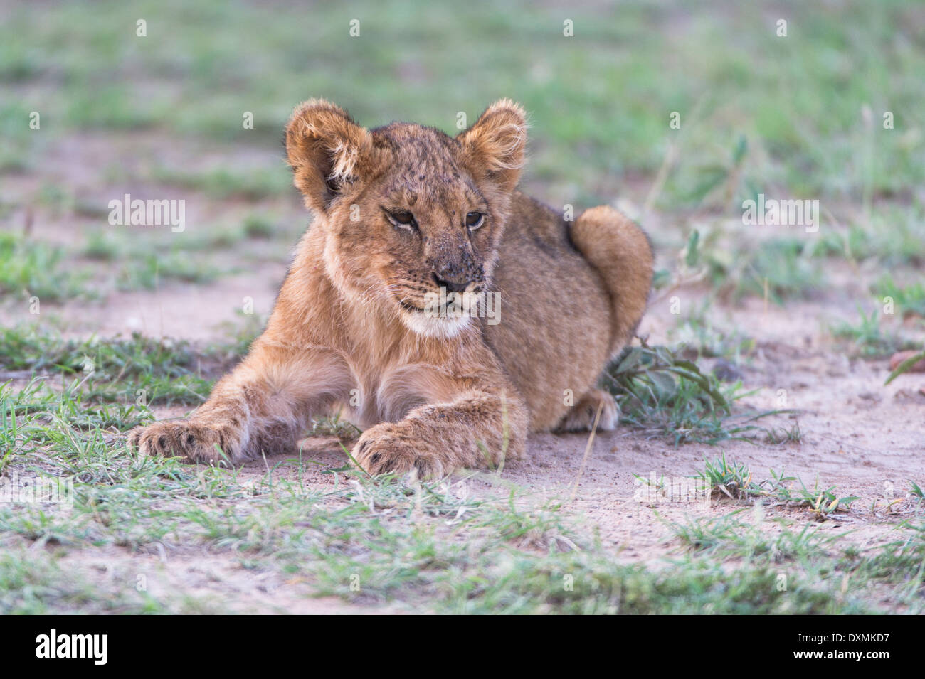 Un giovane leone, ein junger Loewe, cub Foto Stock