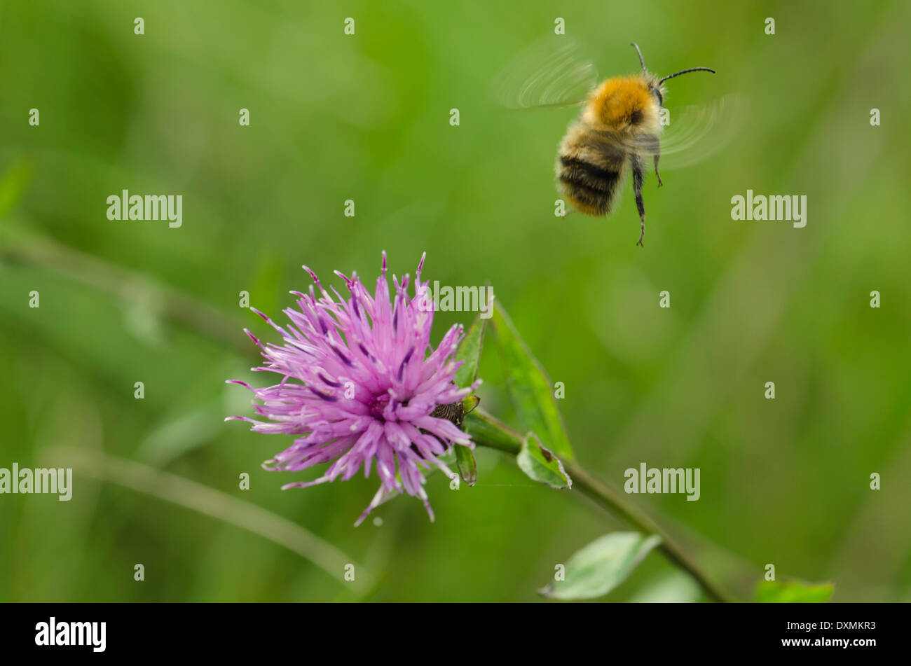 Un bombo in volo, catturati lasciando una rosa di fiori selvaggi in un prato di pennini Foto Stock