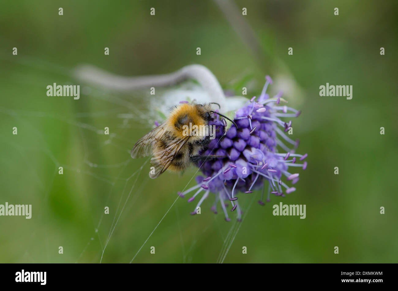 Bumblebee su un fiore blu in un prato di pennini Foto Stock